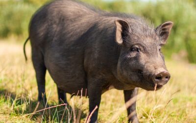 Maiale nero italiano: una razza antica per una cucina moderna