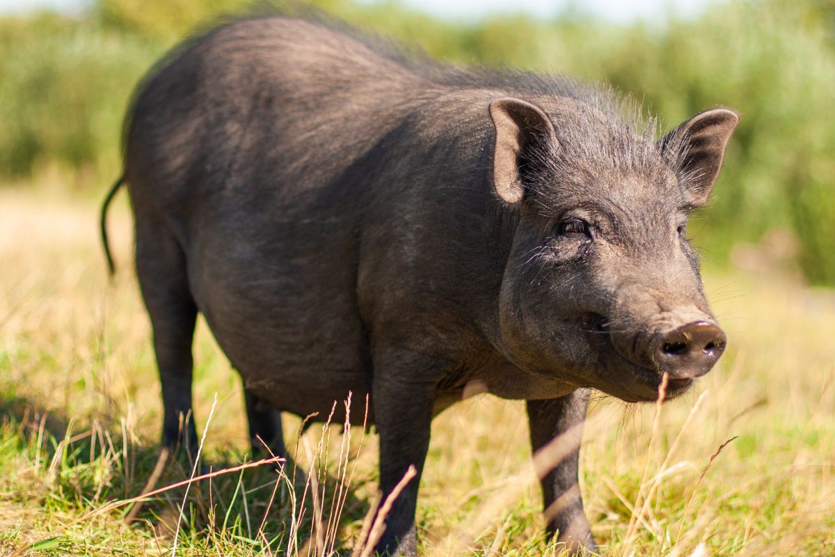 maiale nero italiano