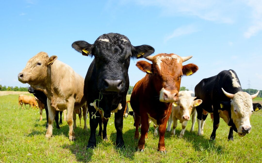 Prodotti biologici: scelta etica e vantaggio competitivo per il tuo locale