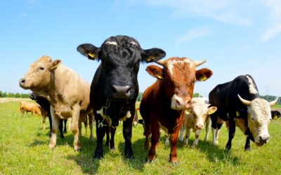 Prodotti biologici: scelta etica e vantaggio competitivo per il tuo locale